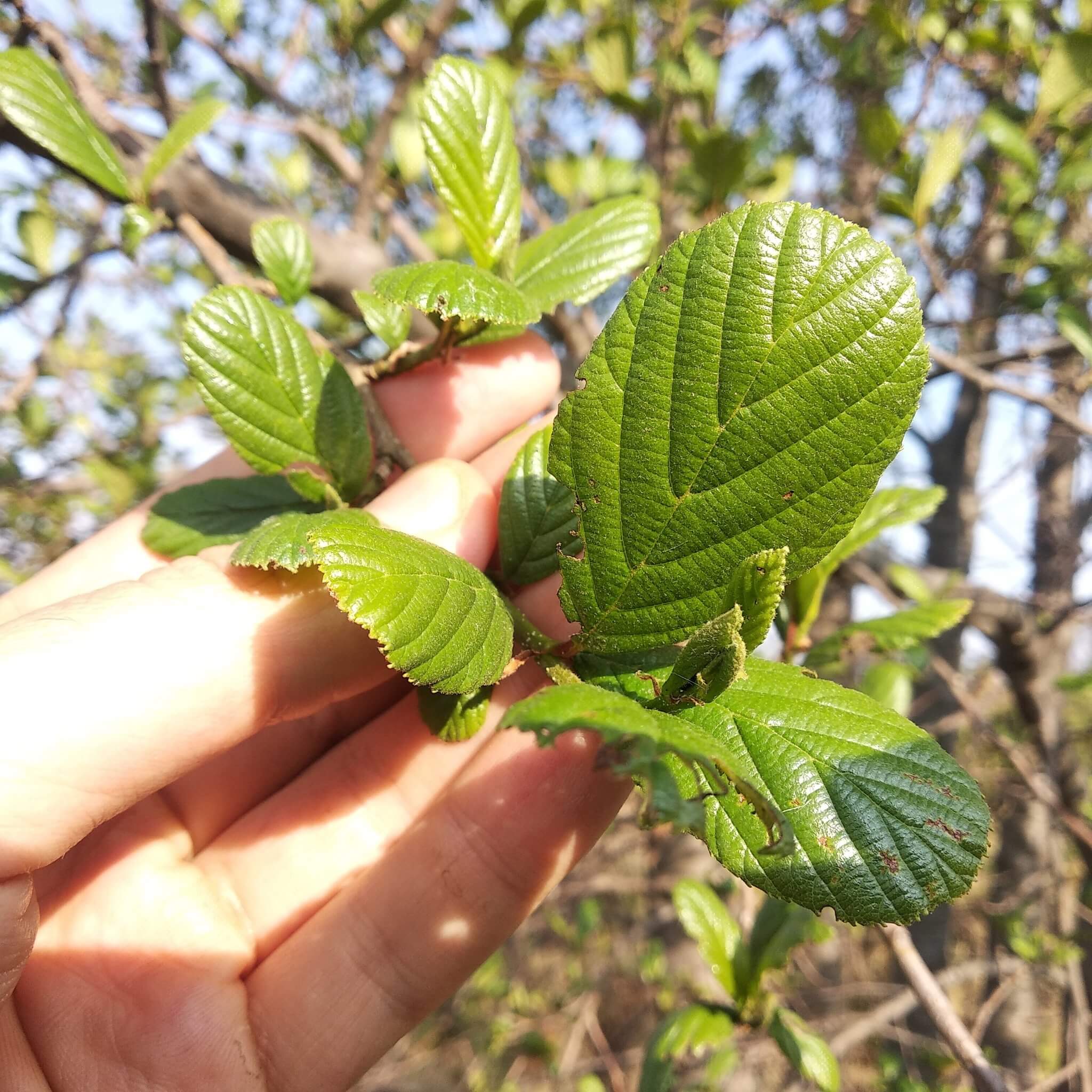 Alnus jorullensis